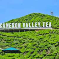 Fantastic scenic of cameron highland