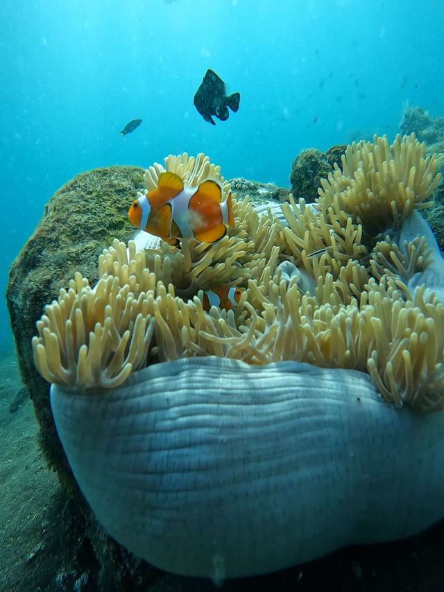 Scuba Diving At Coral Garden Bali 🪸🤿 