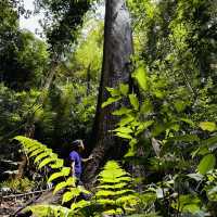 Above the Trees: Thrills and Views at Poring Canopy Walkway!