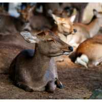 Exploring Nara’s Wild Side