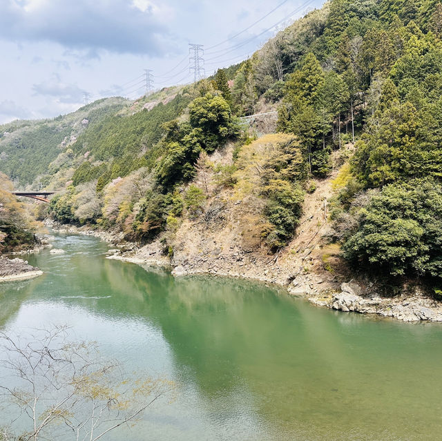 Blossoms on Rails: A Magical Ride on the Sagano Romantic Train!