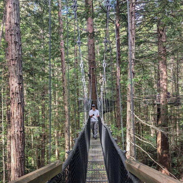 Enchanted Family Adventure at Redwoods Treewalk