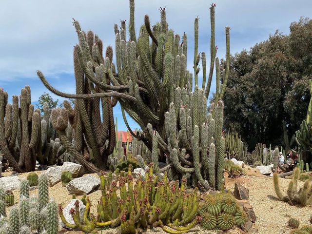 A Desert Oasis in Victoria: Exploring Cactus Country