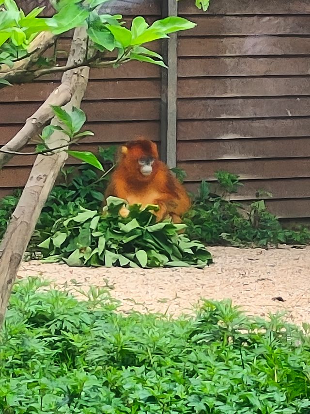 廣州動物園一遊。