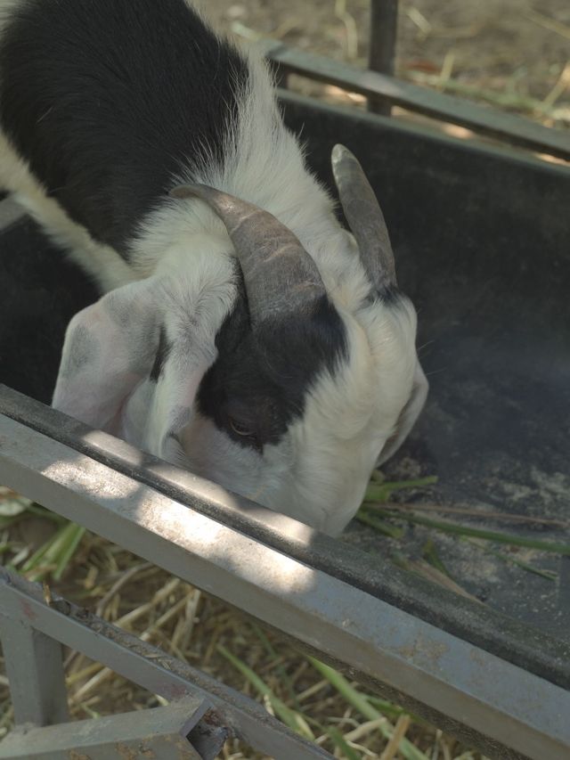 東莞香市動物園 | 與可愛動物們的奇妙邂逅。