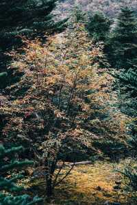 西昌螺髻山，秋日野趣，你以為的冬天，才是它的秋天