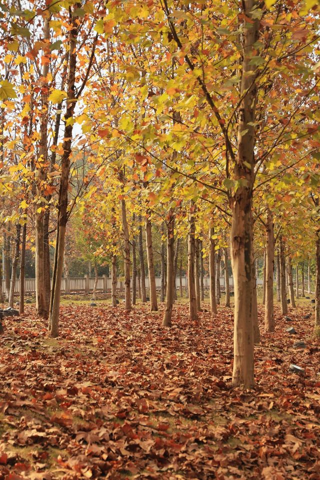 重慶金海灣公園