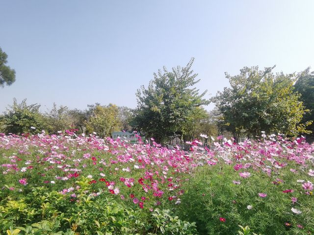 賞秋好去處，童夢樂園｜番禺區兒童公園