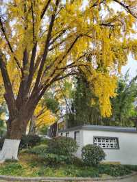 一園盡賞秋——玄武湖公園來南京市民公園感受生命力