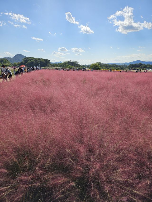 모든 가을 꽃을 구경할 수 있는 양주 나리농원 나들이🌸