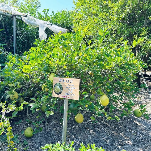 沖繩玉泉洞/琉球王國/植物園