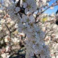 Cherry Blossom in Japan