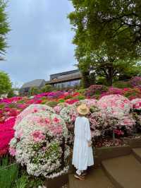 圧巻のツツジ🥹🌺東京・根津神社⛩️