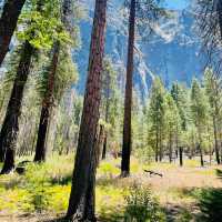 Nature’s Majestic Canvas Unfolds at Yosemite – Where Every Trail Leads to Wonder!