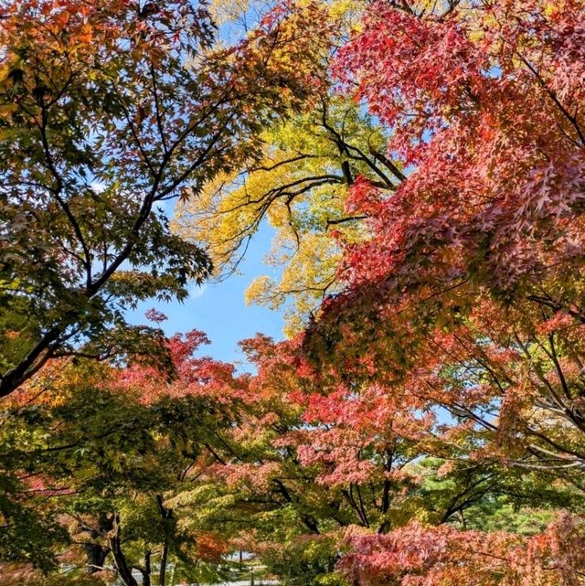 【京都紅葉】本当は教えたくない紅葉の名所 総本山智積院