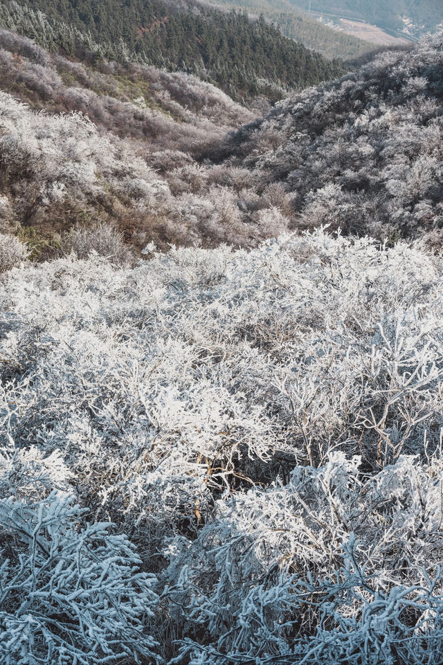 杭州初雪市區一小時可達的鸬鳥山賞雪攻略