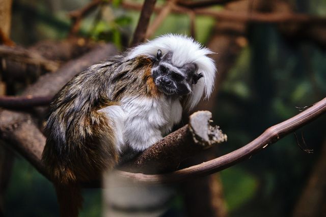 中央公園動物園