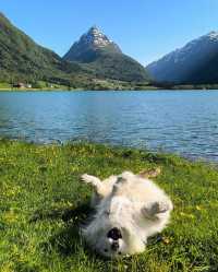 🌸 Let the scenery and the adorable samoyeds take your breath away.