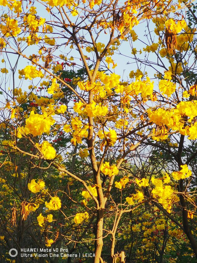 陽光康養地：攀枝花