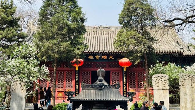 春日的法源寺，丁香花已經滿園飄香了