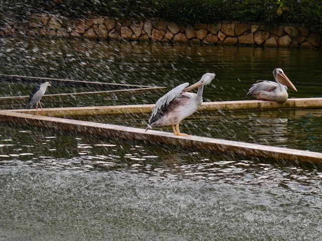 廣州動物園暢玩秘籍來啦