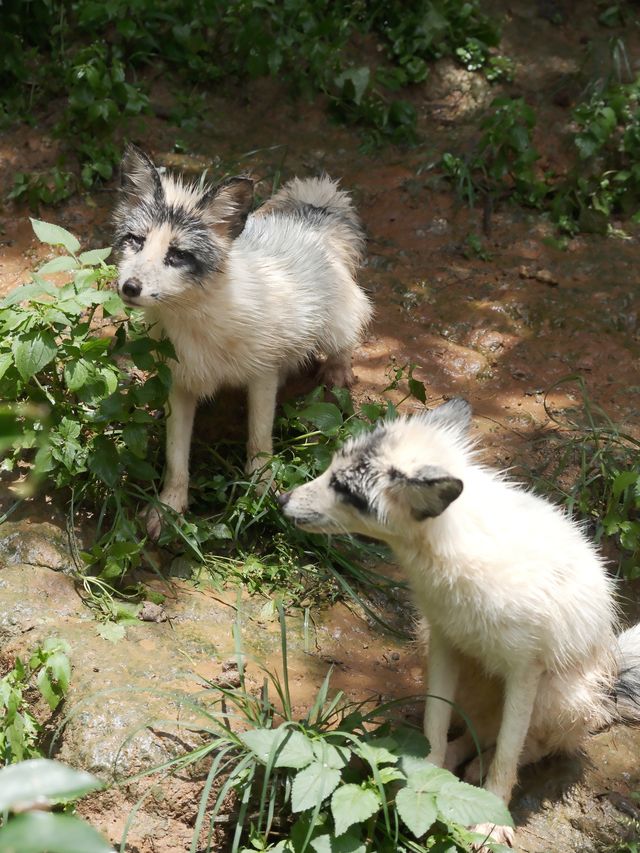 在雲南野生動物園拍到人生照片，真的不是非洲