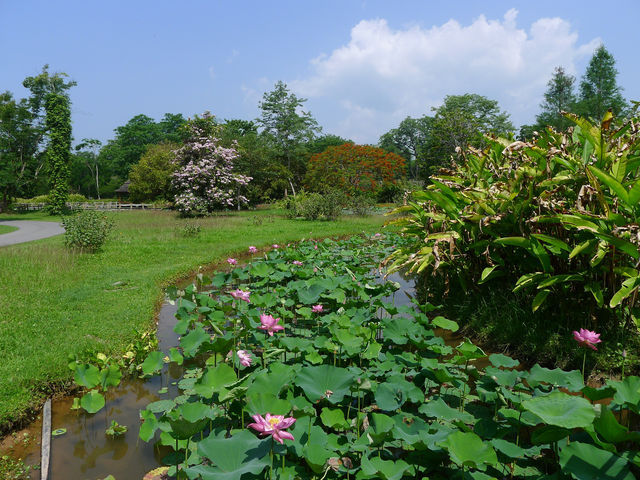 熱帶植物園·百花園——花的海洋。