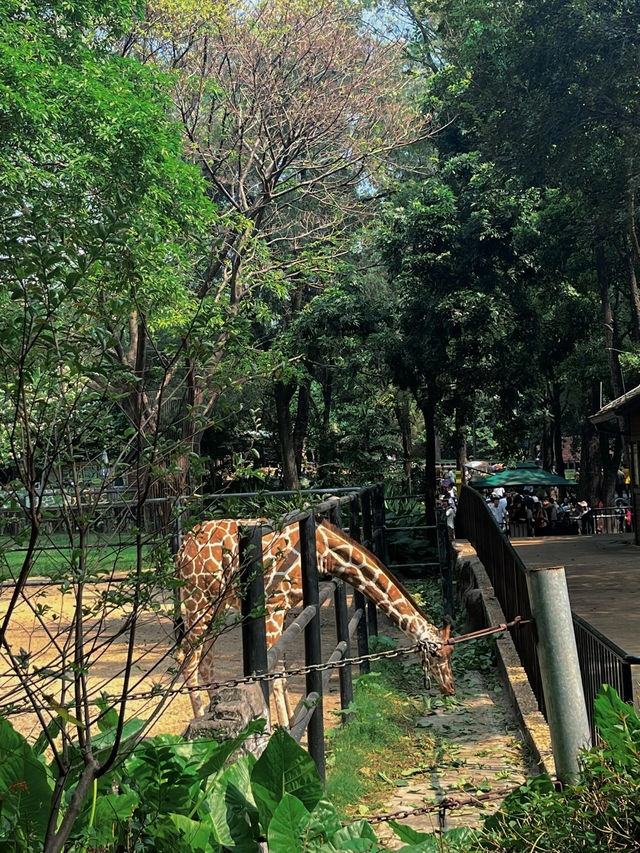 廣州動物園 | 無3小時走不出來。