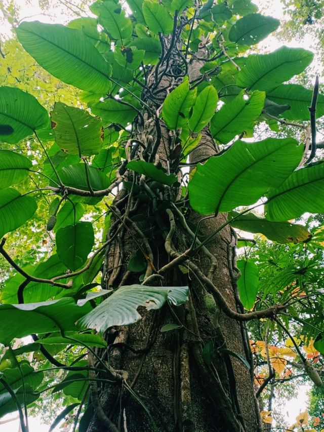 Xishuangbanna Botanic Garden: Real Jungle Garden!