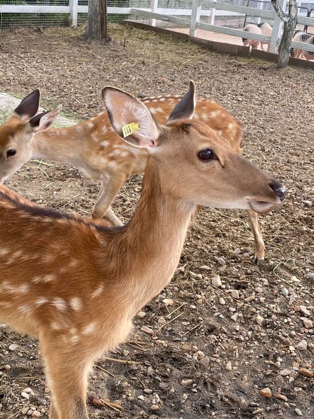 黑龍江齊齊哈爾|龍沙動植物園•看看可愛的小動物們