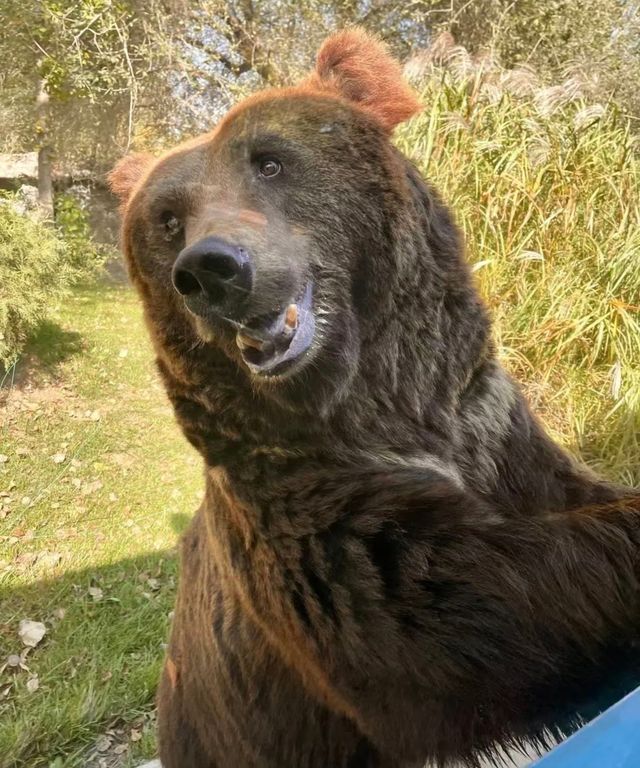 誰懂啊，美哭！北京野生動物園，旅行天花板級避雷指南！