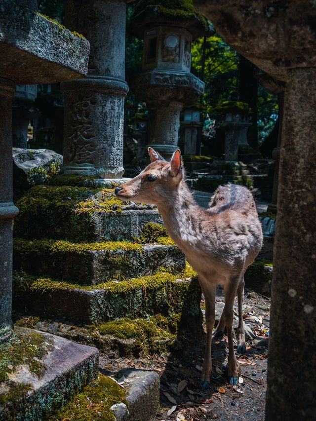 日本6日遊 元旦出行好時節