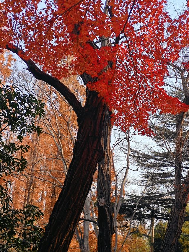 冬季青島｜被楓林澗的紅楓驚艷了（附攻略）