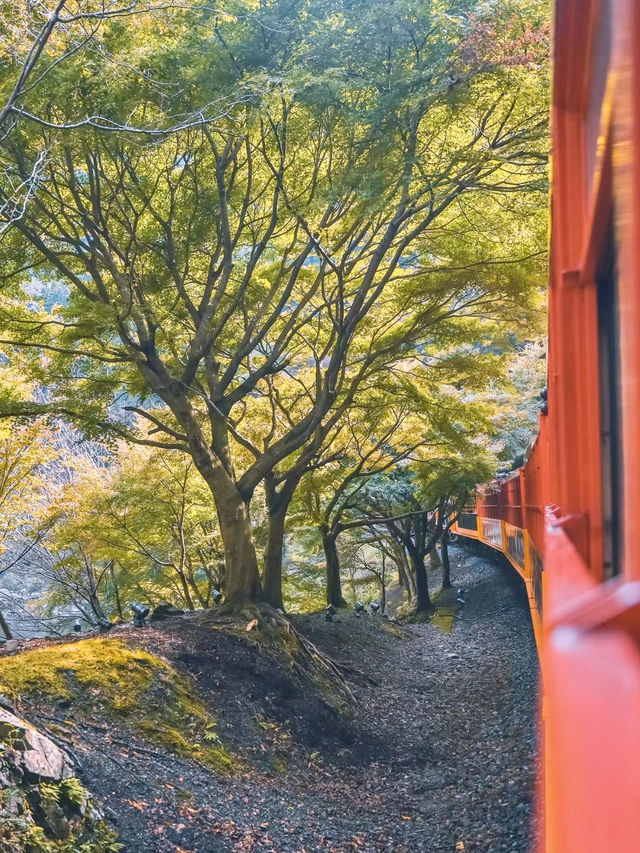 嵯峨野之旅：一場穿越山水的時光列車