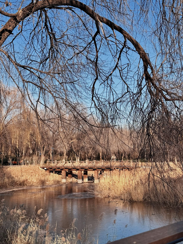 北京冬日逛公園34｜京城森林公園