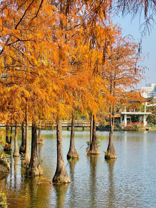 過分這麼美的落羽杉公園，怎麼沒人告訴我