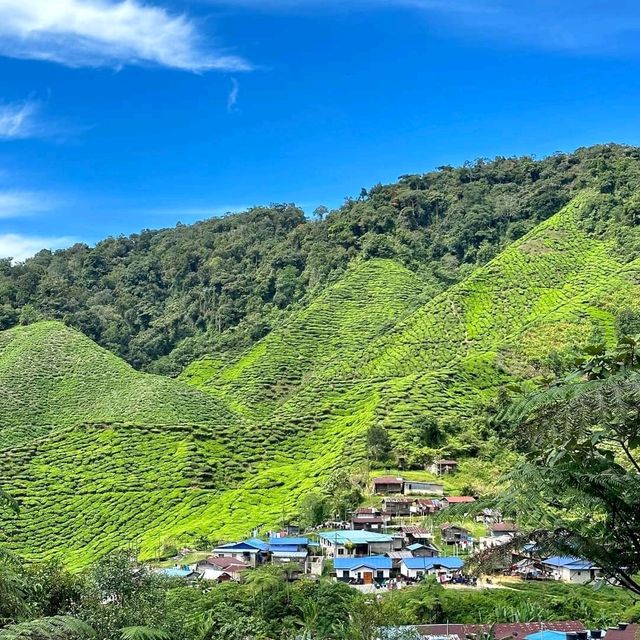 Cameron highlands - heads in the cloud