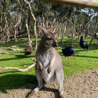 Wildlife sanctuary in Melbourne!