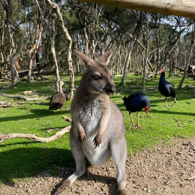 Wildlife sanctuary in Melbourne!