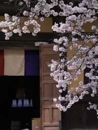 【京都×桜】禅寺の最高格式のお寺で堪能する桜🌸※周辺桜情報付き