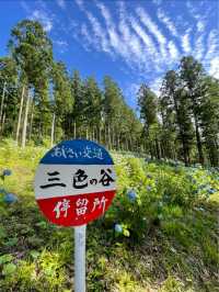 日本最大級の紫陽花の海原を見に行こう🥰💠🤍みちのくあじさい園