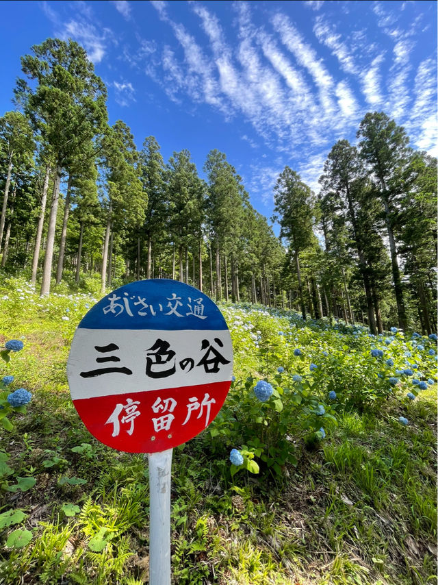 日本最大級の紫陽花の海原を見に行こう🥰💠🤍みちのくあじさい園