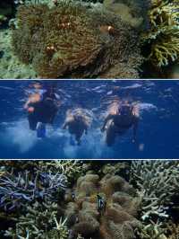 Snorkelling Trip in Karimunjawa, Indonesia 🇮🇩