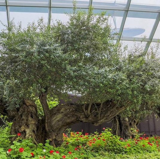 Most beautiful indoor garden in Singapore 🇸🇬 