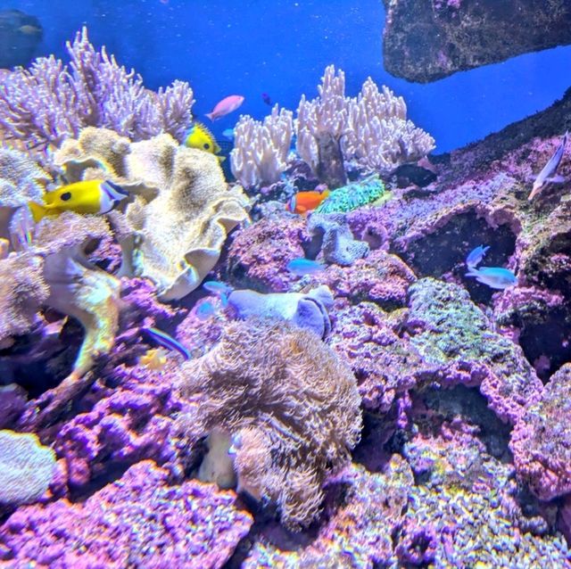 仙台景點｜冬季限定東北企鵝大暴走—仙台海洋森林水族館