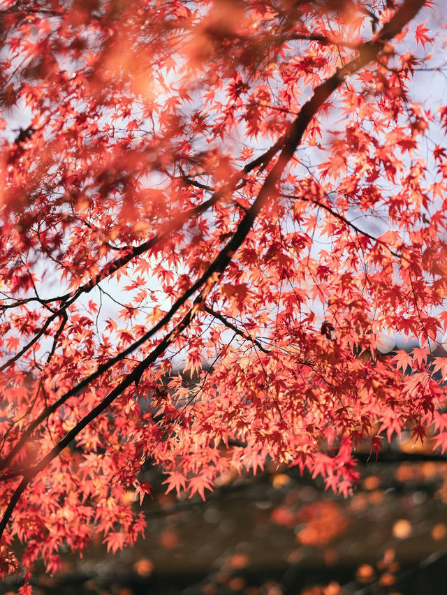 【山梨】富士山×紅葉の絶景🍁