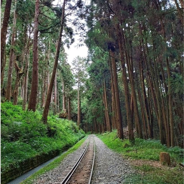 Alishan ในม่านหมอก