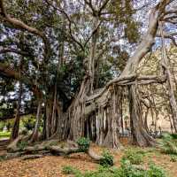 The biggest tree in Europe