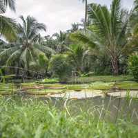 Lily Pad Bliss in HCM Vietnam!