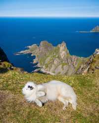 🌸 Let the scenery and the adorable samoyeds take your breath away.